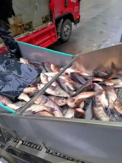 科技與傳統(tǒng)的交匯 從源頭工廠的魚(yú)頭制品到現(xiàn)代生活的小家電