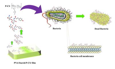 環境學院李少香教授團隊在抗菌膜材料的制備研發方面取得重大進展