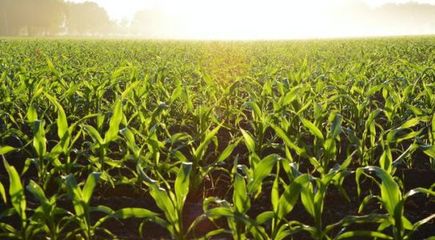 報告:農(nóng)業(yè)經(jīng)營主體困難;易生新材料:把玉米做成衣服